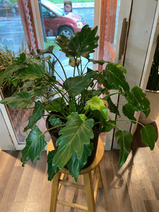 Philodendron Xanadu