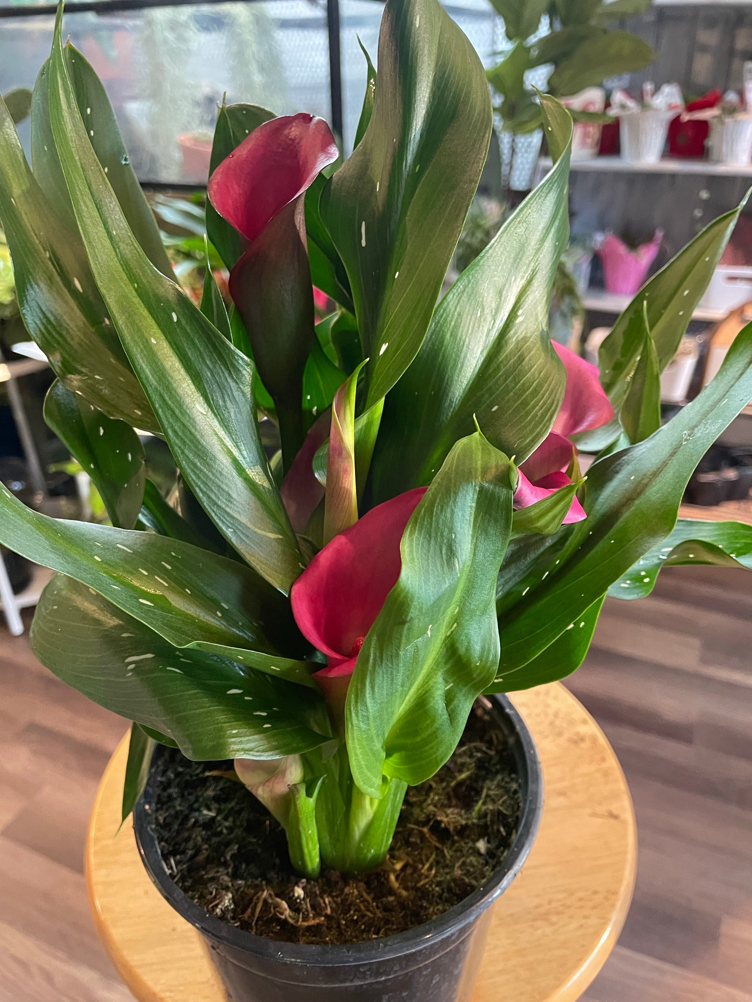 Calla Lilly