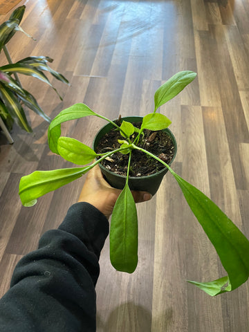 Anthurium Vittariifolium
