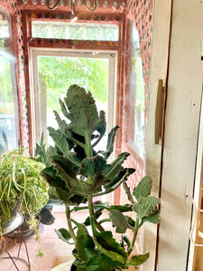 Kalanchoe Beharensis, Felt Plant