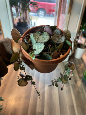 String of Hearts, Ceropegia woodii-Silver Glory