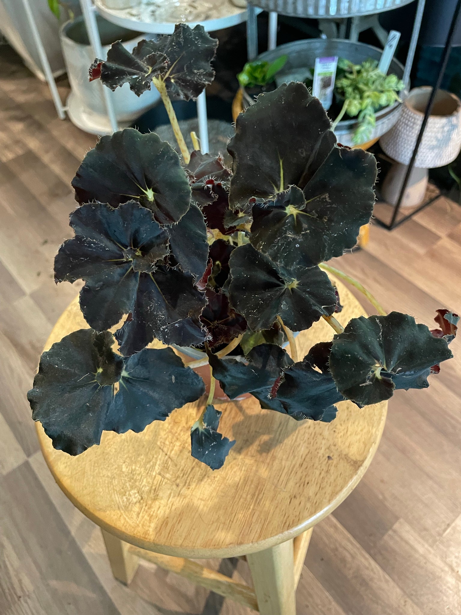 Begonia Black Fancy